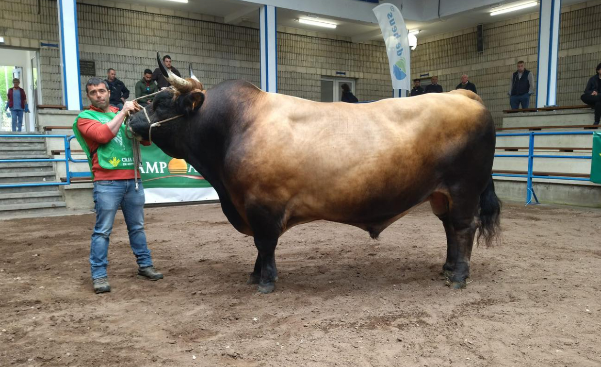 Ada Raza Que Inverpor La Mesada brilla en el Concurso Nacional de la Raza Asturiana ...